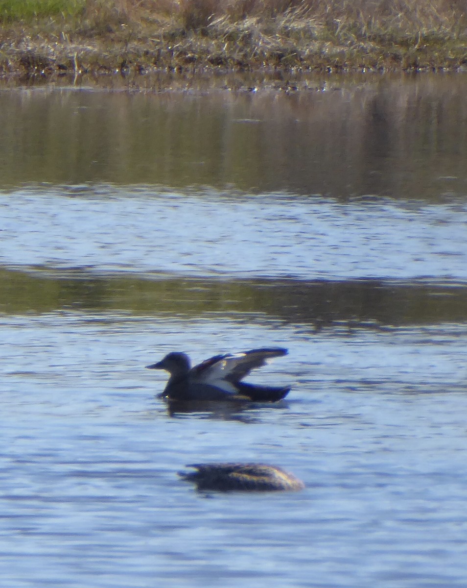 Gadwall - Karina Rathmell