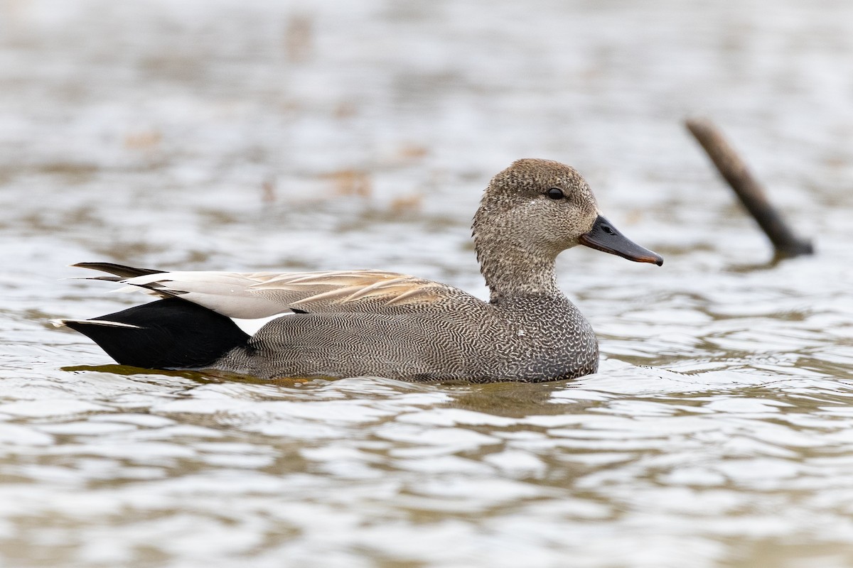 Gadwall - Hervé Daubard