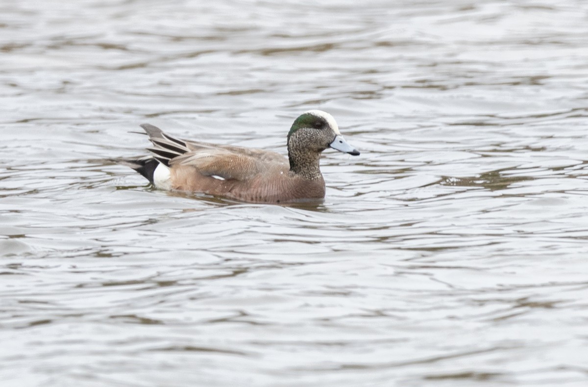 American Wigeon - Hervé Daubard