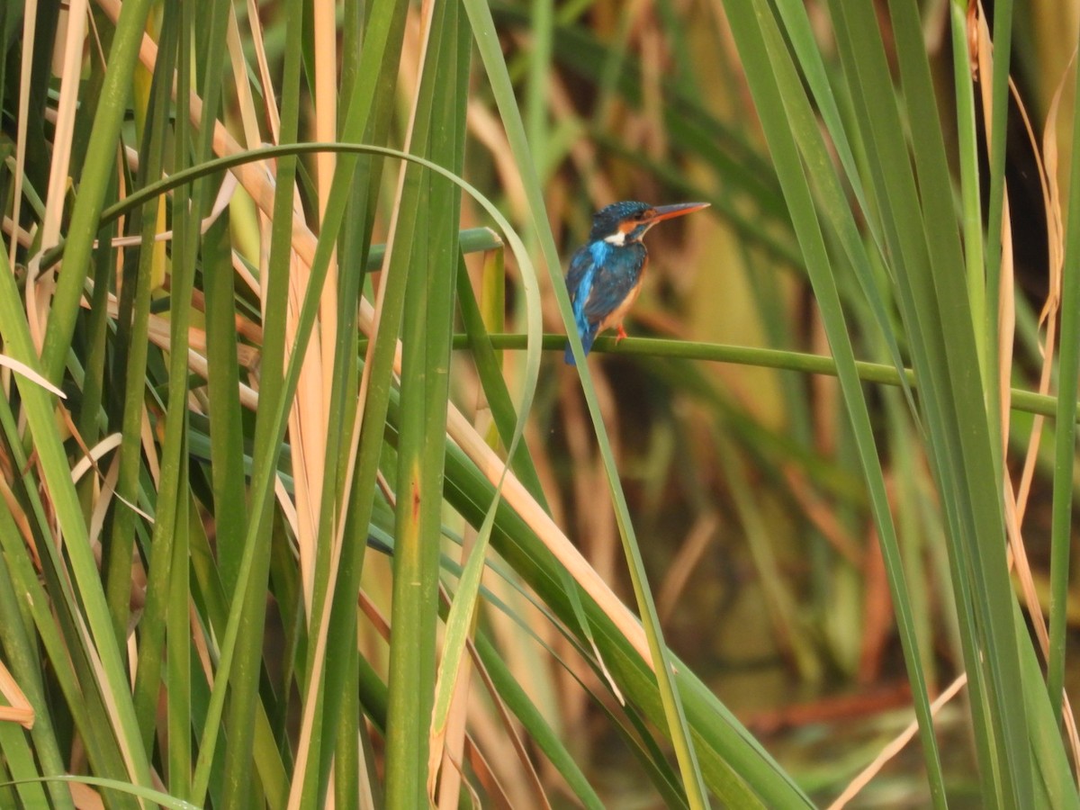 Common Kingfisher - ML618878596