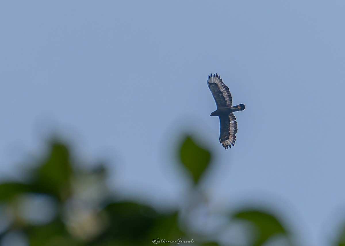 Crested Serpent-Eagle - Sakkarin Sansuk