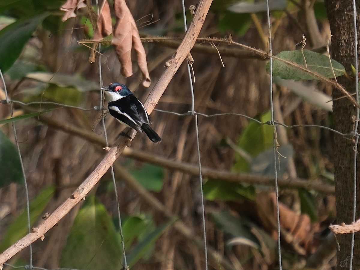 Brown-throated Wattle-eye - Olivier Flament