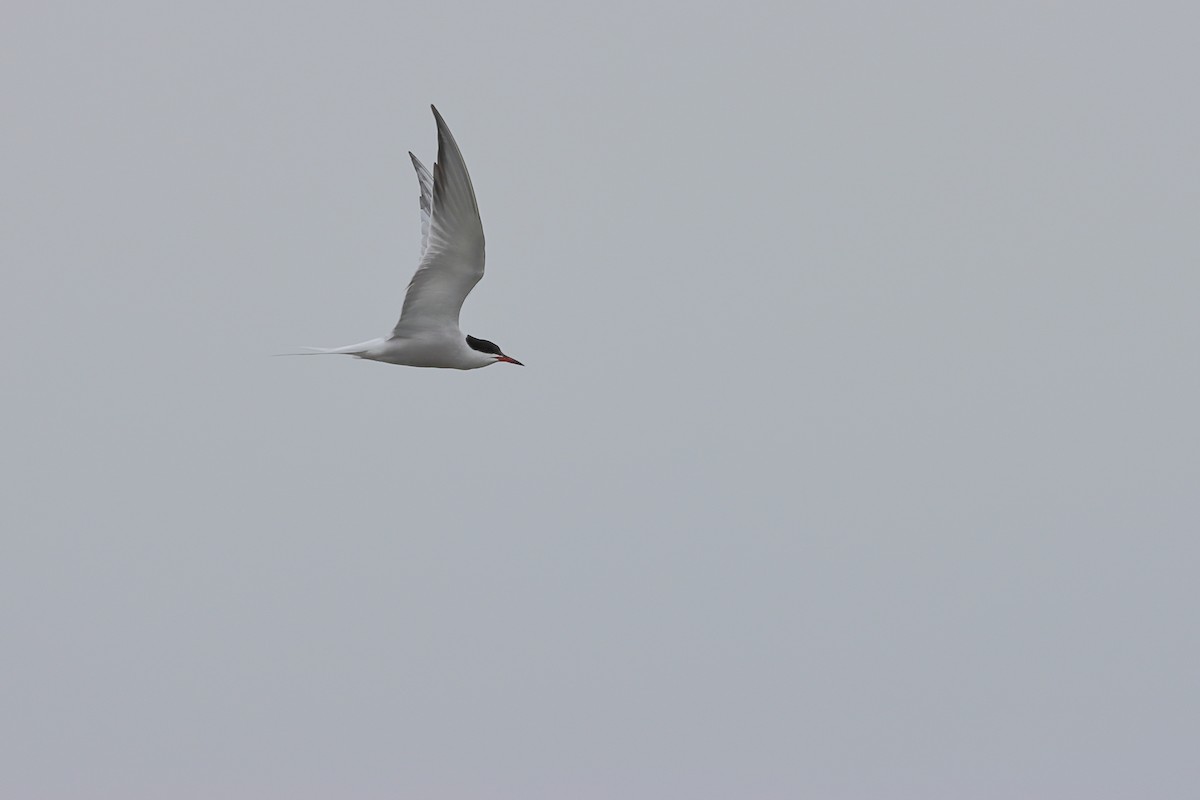 Common Tern - Ivan Ivan