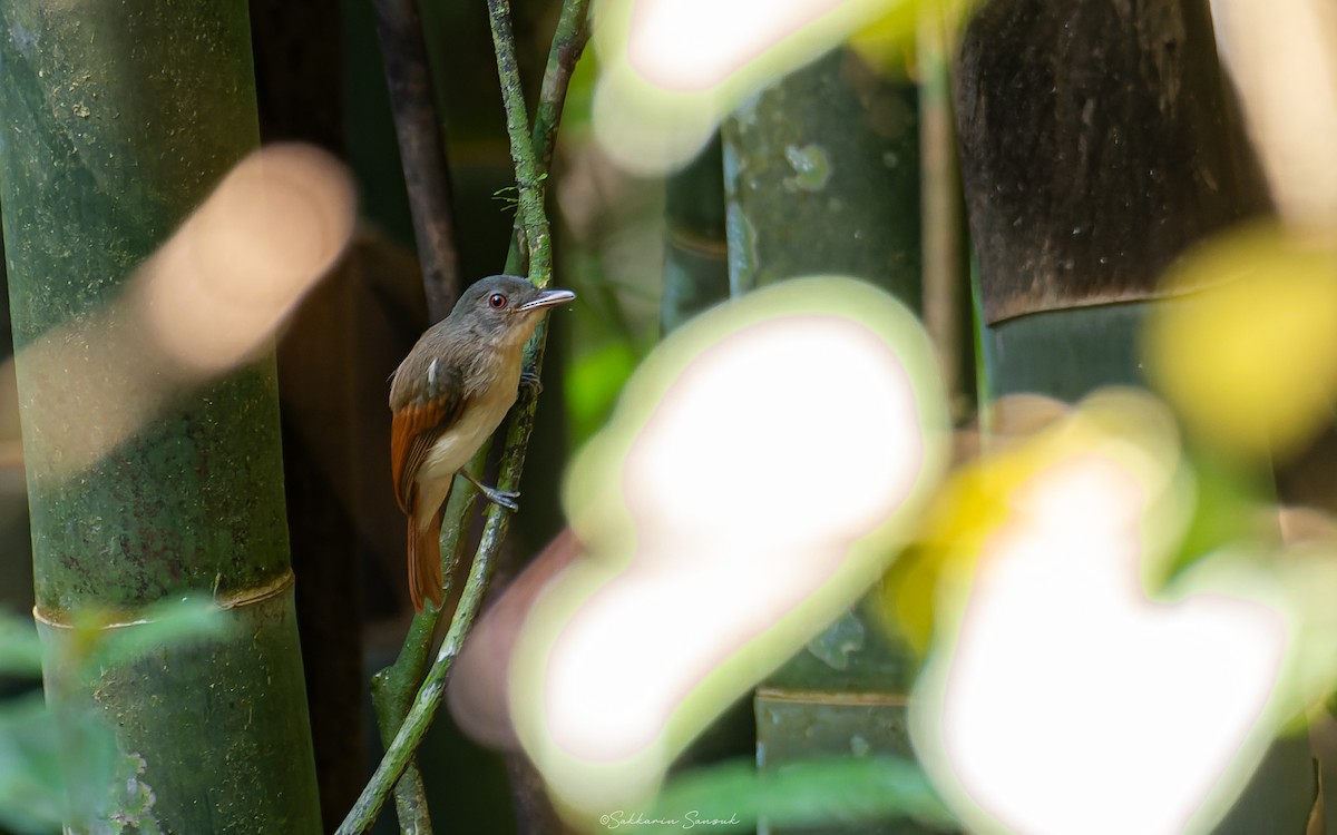 Rufous-winged Philentoma - ML618878629