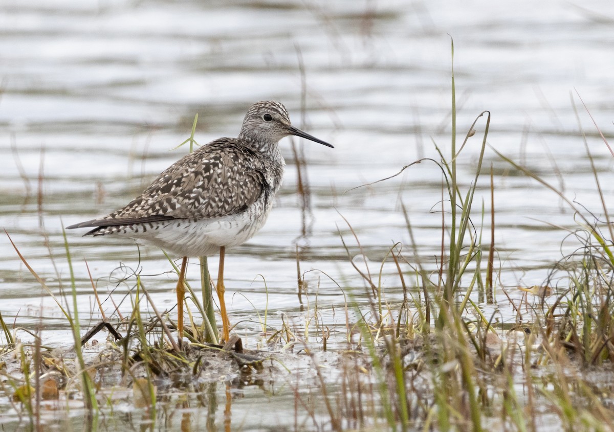 Lesser Yellowlegs - Hervé Daubard