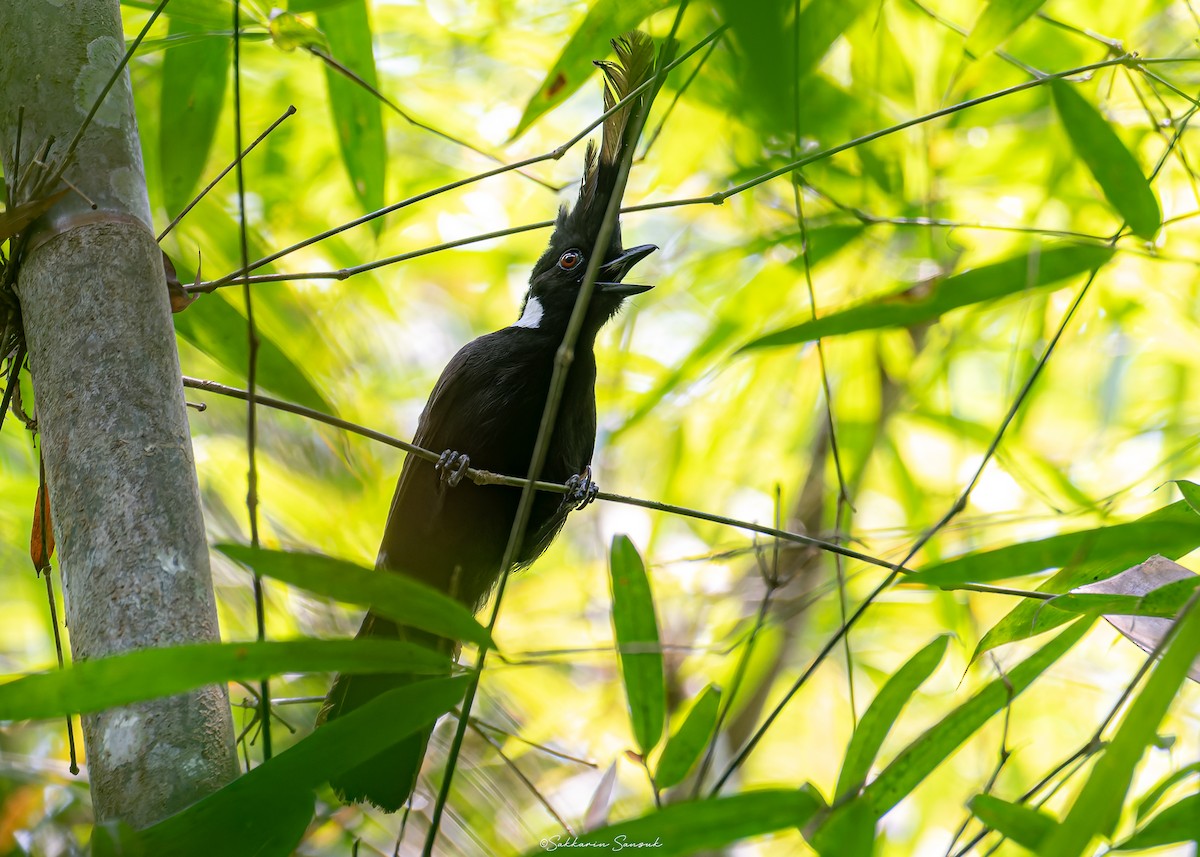 Crested Jayshrike - ML618878637