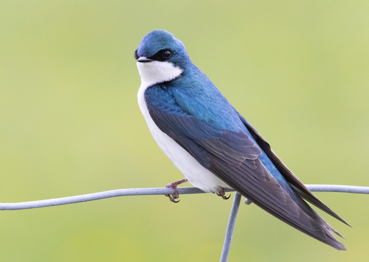 Tree Swallow - Hervé Daubard