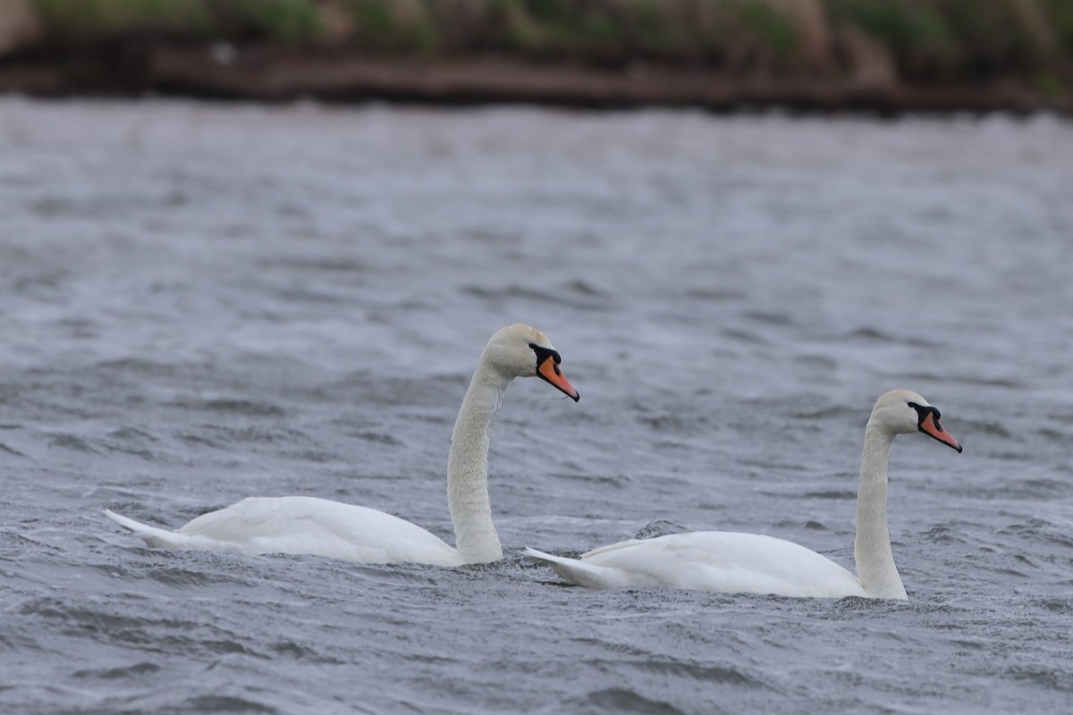 Mute Swan - Ivan Ivan