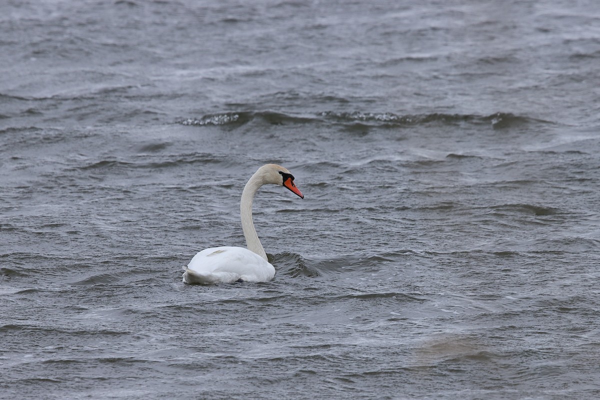 Mute Swan - Ivan Ivan