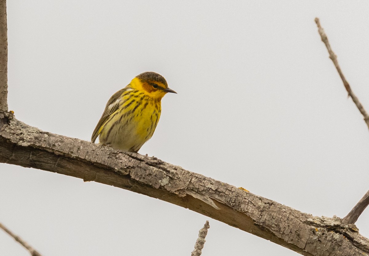 Cape May Warbler - Hervé Daubard