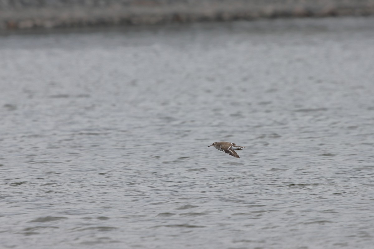 Common Sandpiper - Ivan Ivan