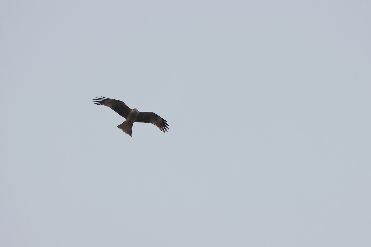 Black Kite - Ivan Ivan