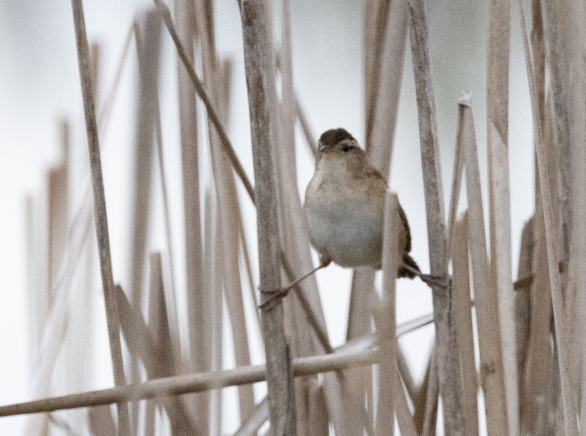 Marsh Wren - Hervé Daubard