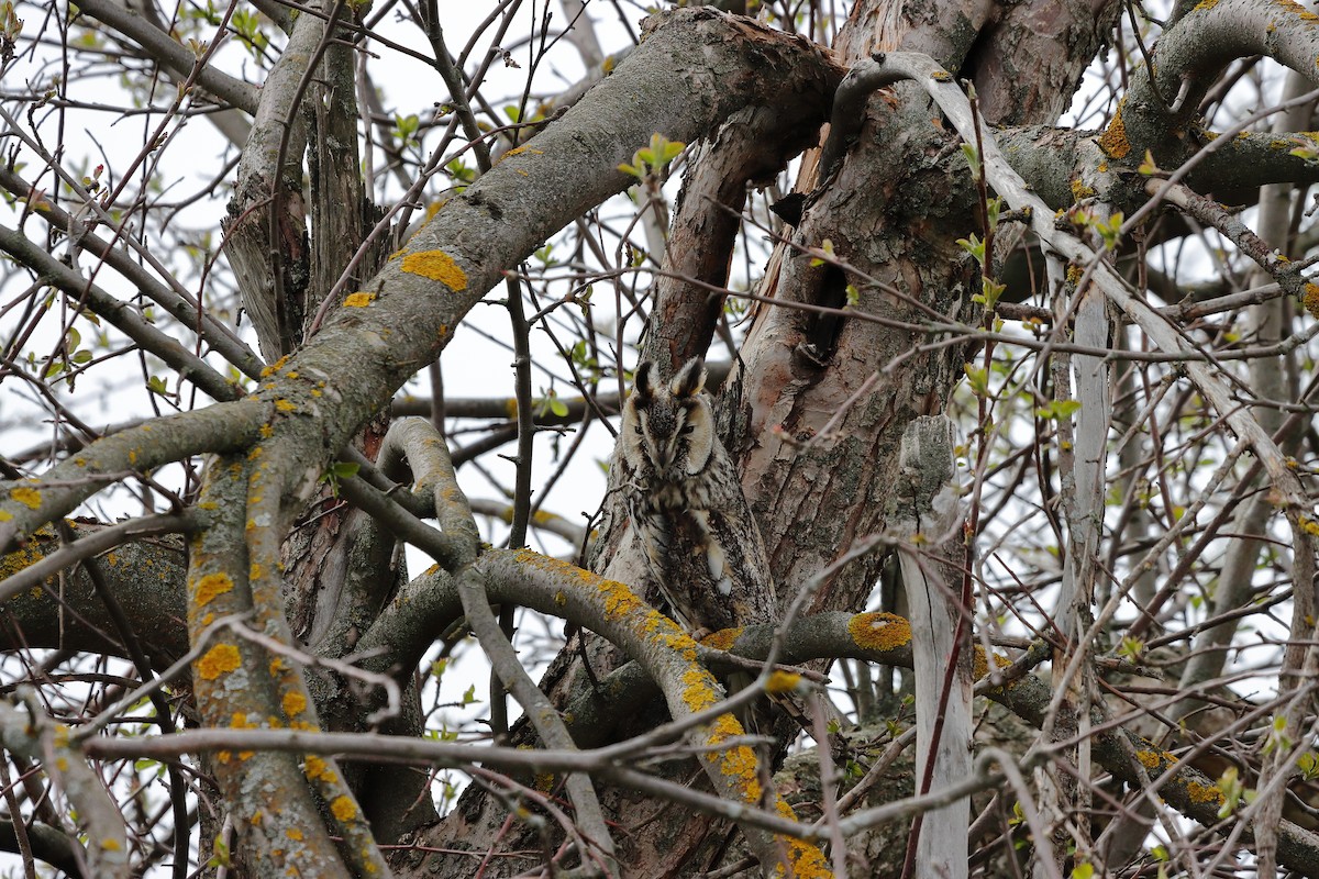 Long-eared Owl - Ivan Ivan