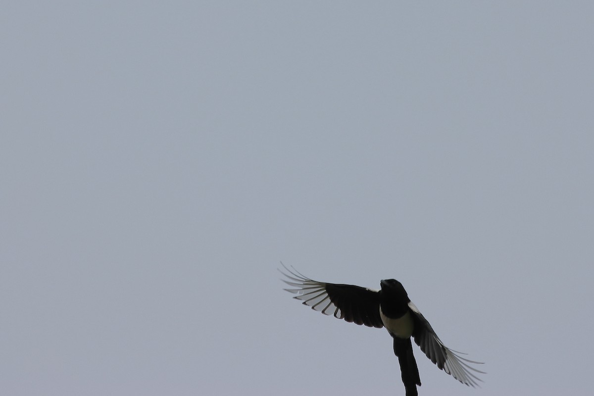 Eurasian Magpie - Ivan Ivan