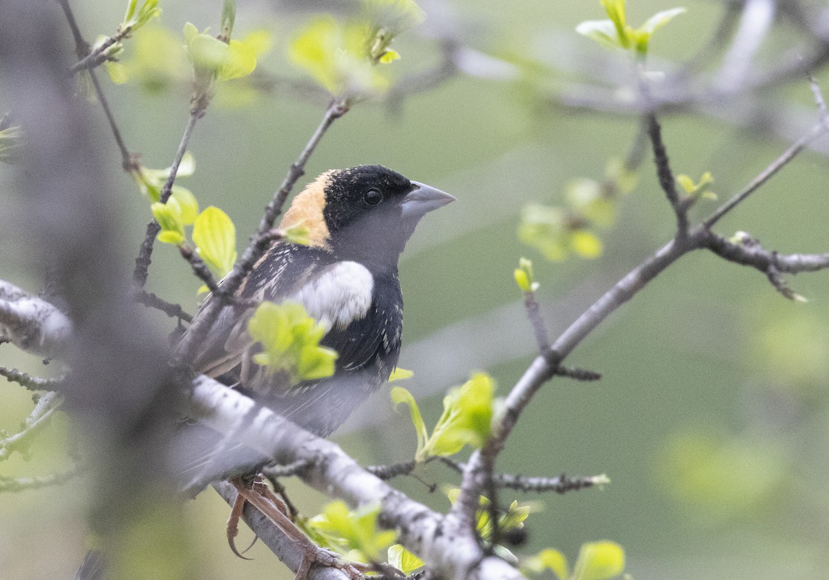 Bobolink - Hervé Daubard