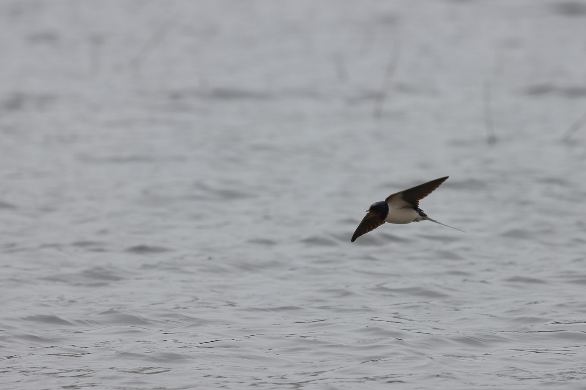 Barn Swallow - Ivan Ivan