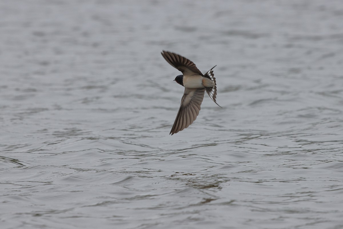 Barn Swallow - Ivan Ivan