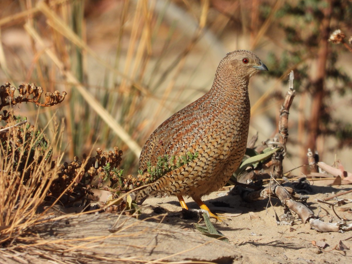 Brown Quail - Rodney van den Brink