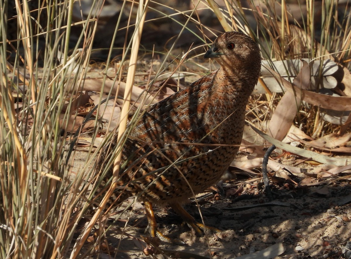 Brown Quail - ML618878723