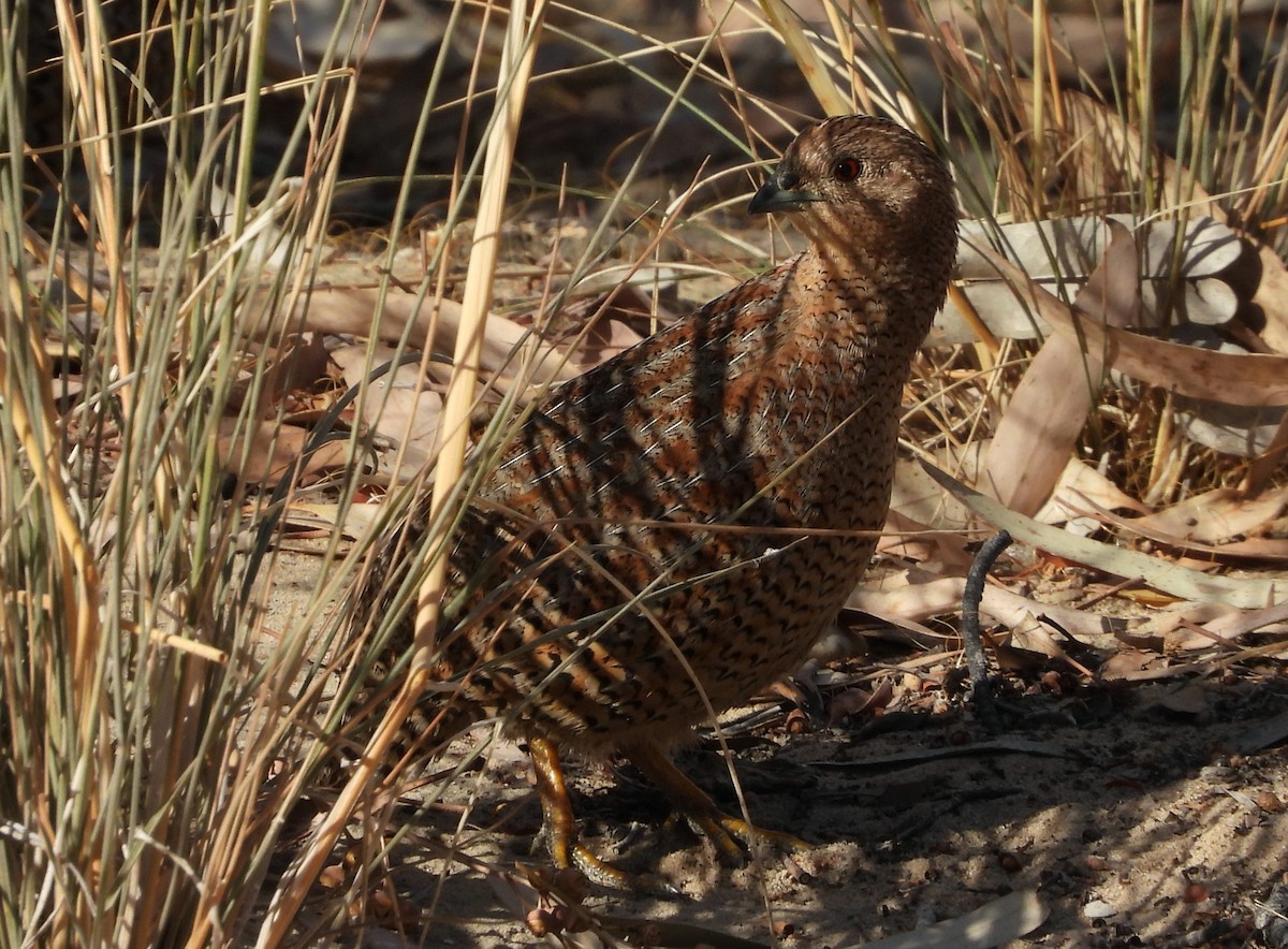 Brown Quail - Rodney van den Brink