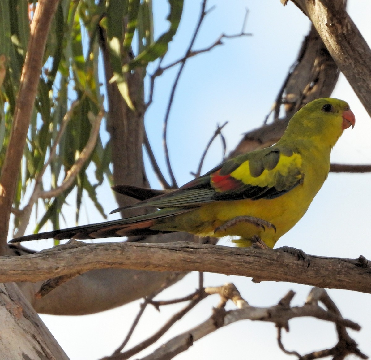 Regent Parrot - Rodney van den Brink