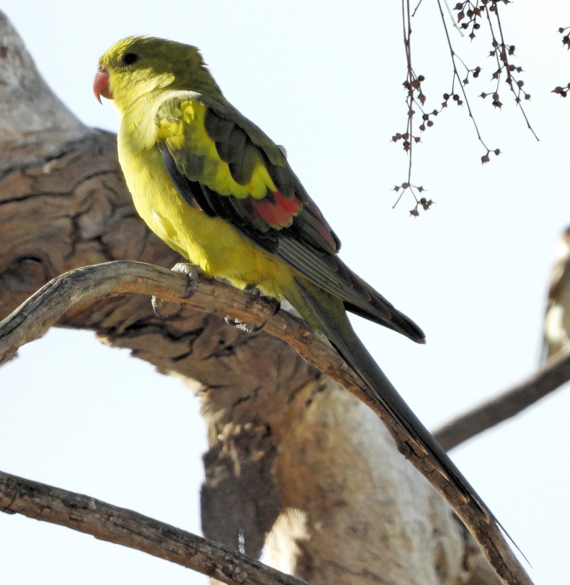 Regent Parrot - Rodney van den Brink