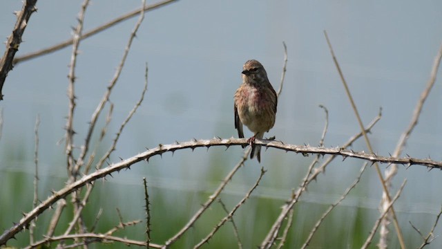 Eurasian Linnet - ML618878729