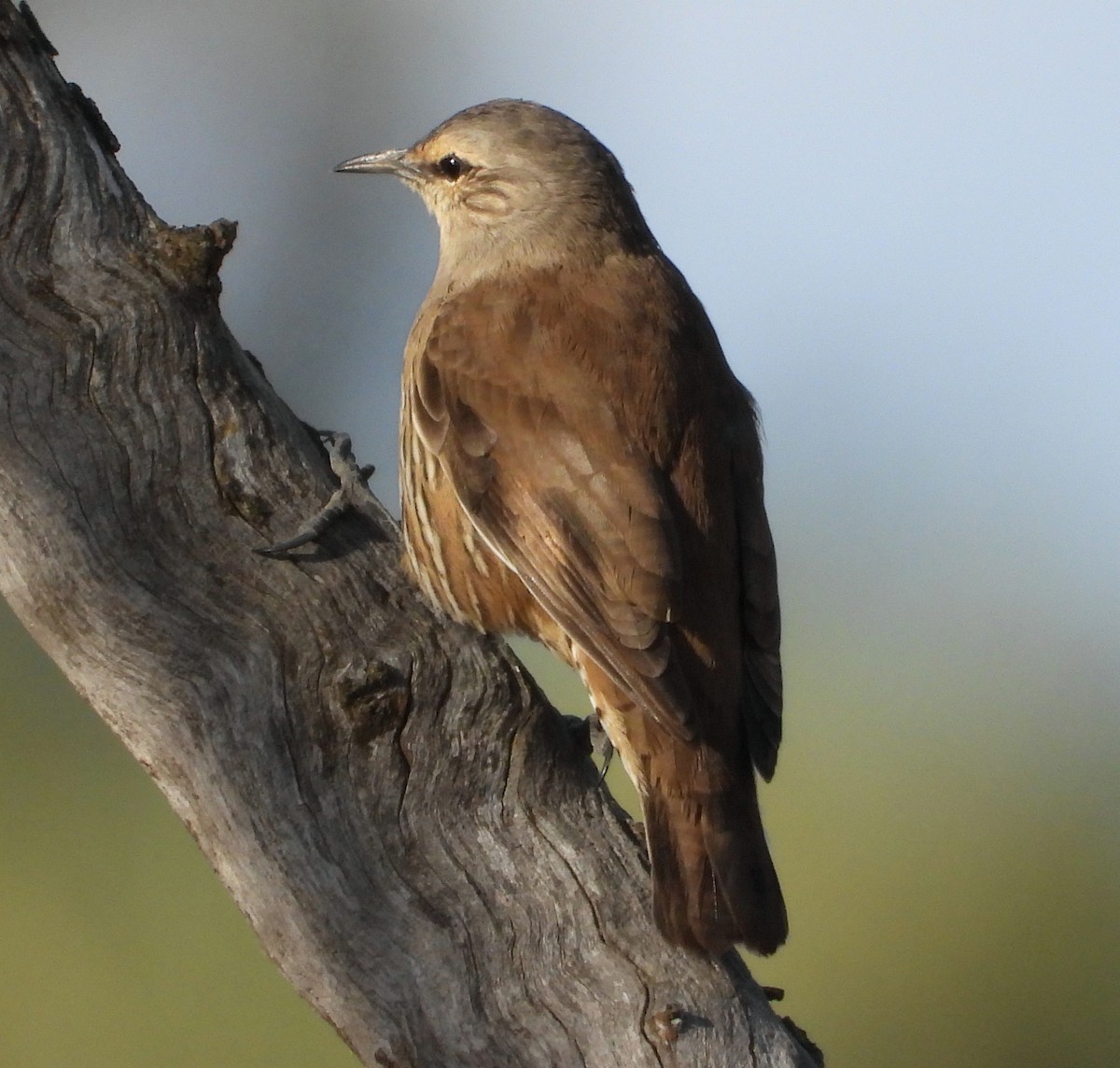 Brown Treecreeper - Rodney van den Brink