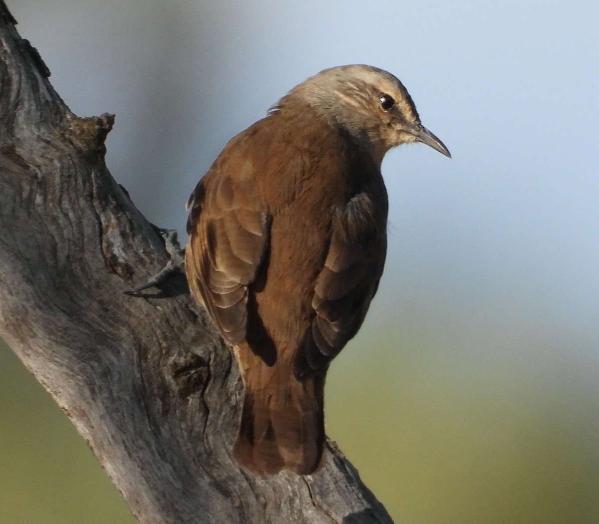 Brown Treecreeper - Rodney van den Brink