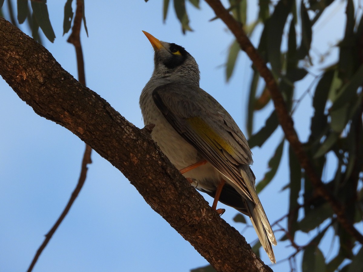 Noisy Miner - ML618878735
