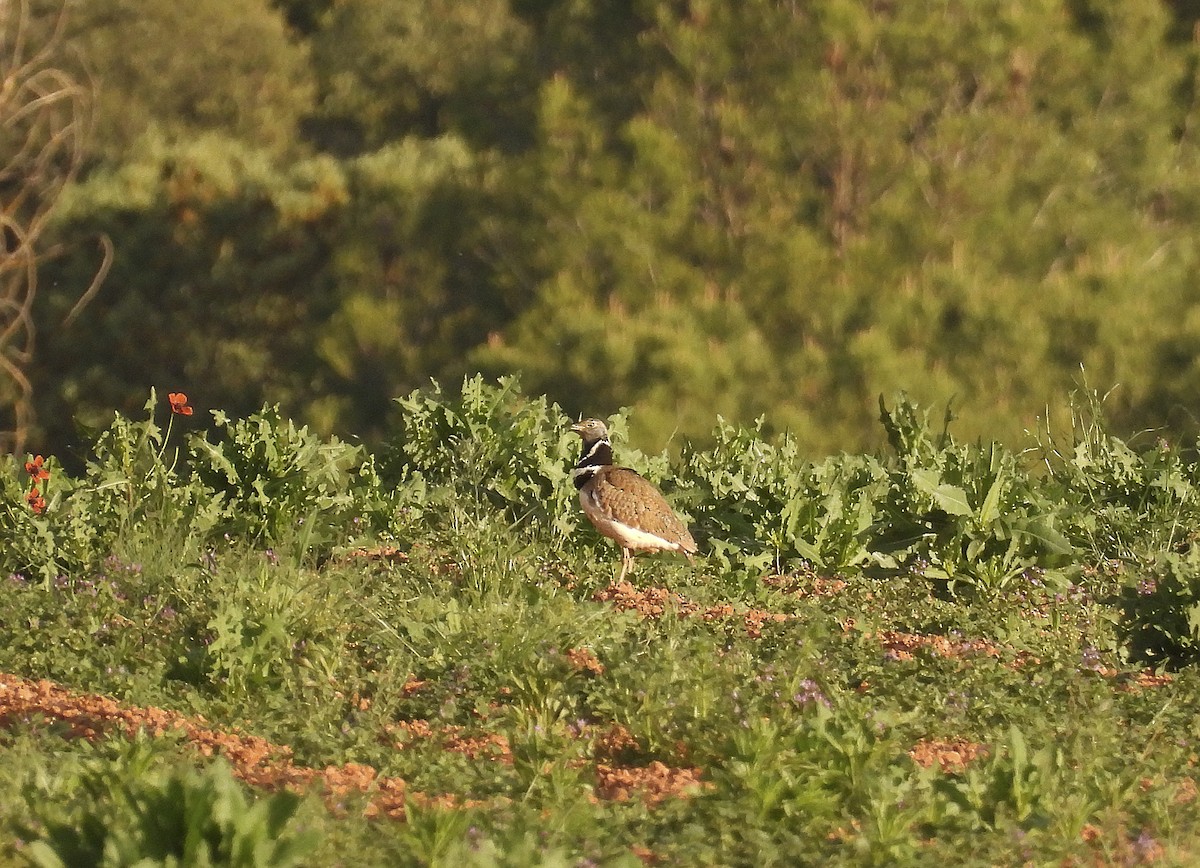 Little Bustard - Alfonso Rodrigo