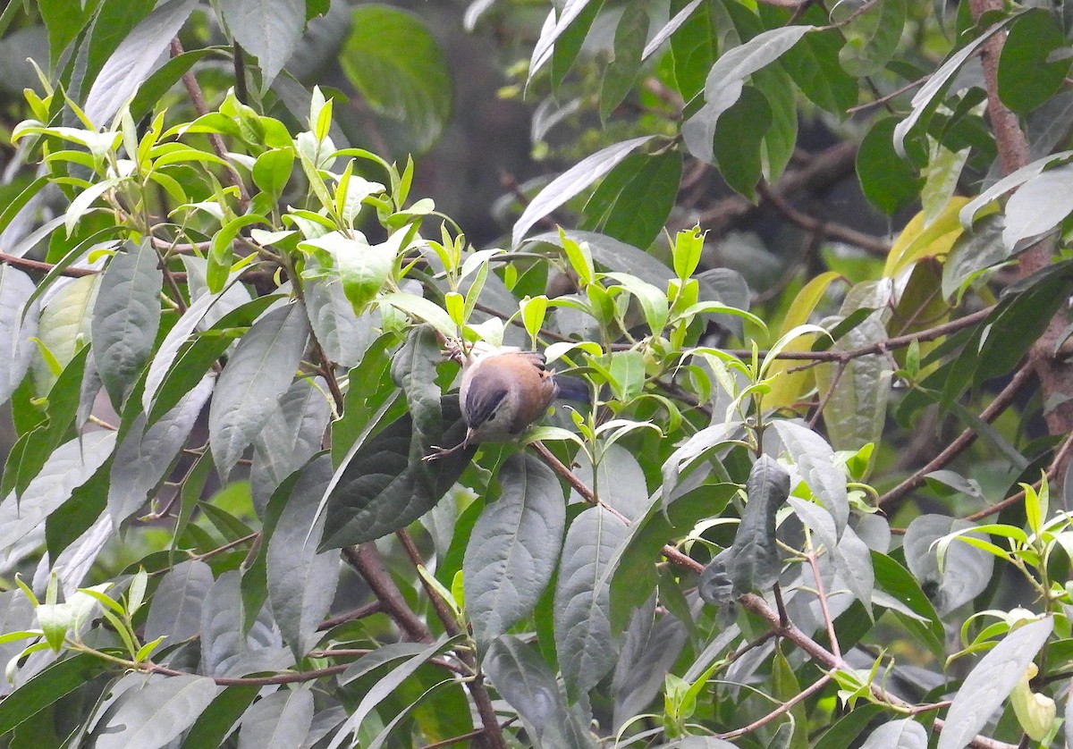 Blue-winged Minla - Aparajita Datta