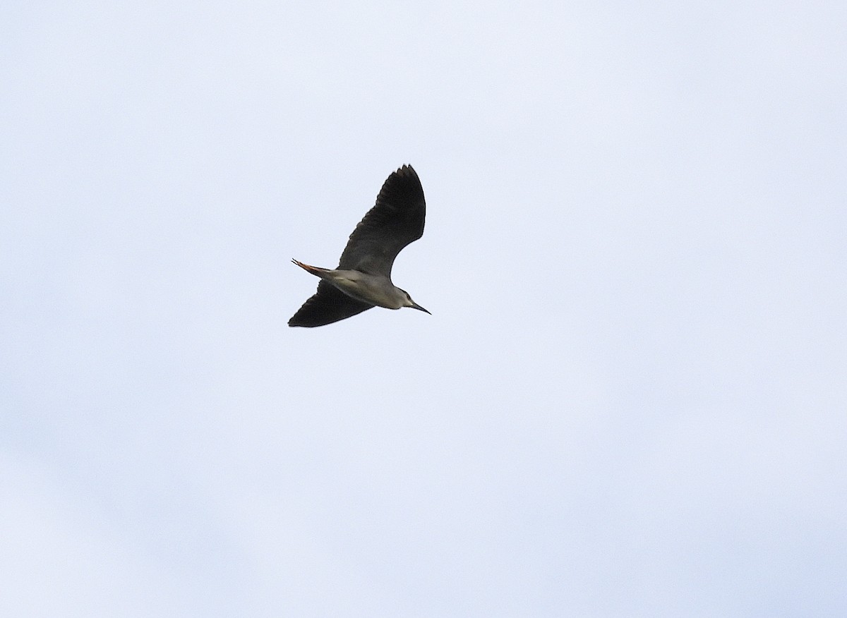 Black-crowned Night Heron - ML618878752