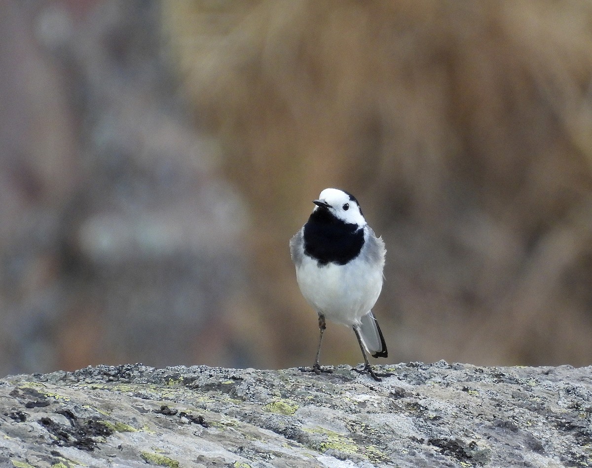 White Wagtail - Alfonso Rodrigo