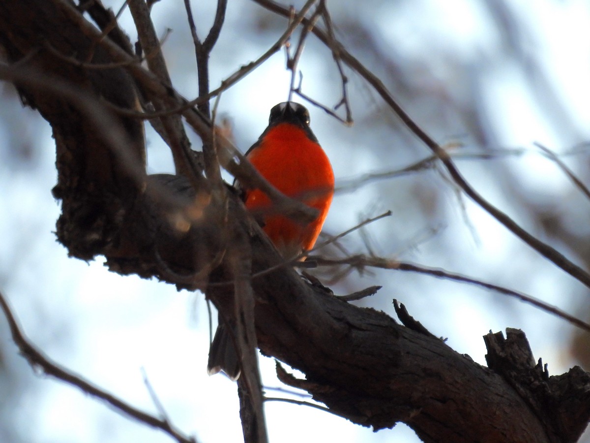 Flame Robin - Helen Erskine-Behr