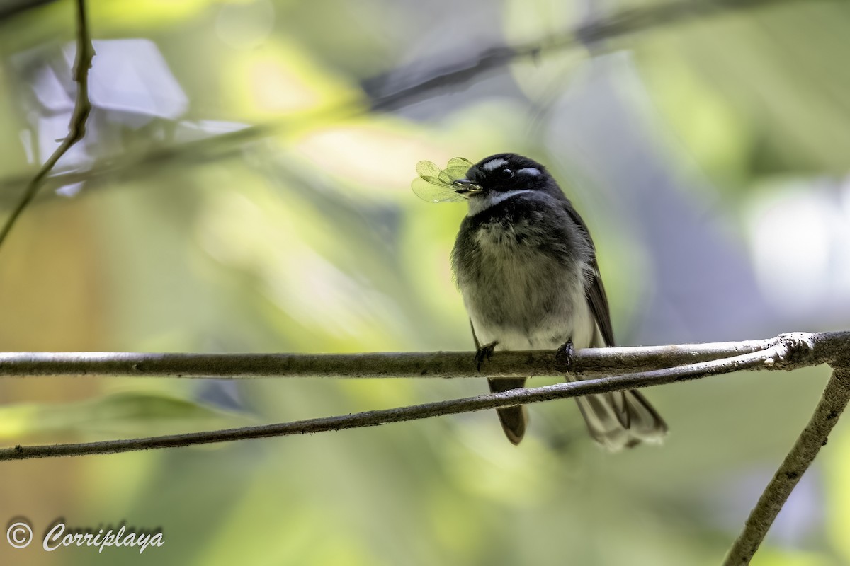 Gray Fantail - Fernando del Valle