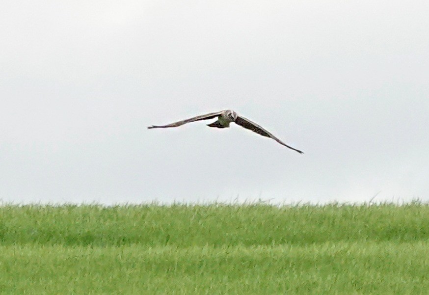 Pallid Harrier - Arturo Fuente Puras