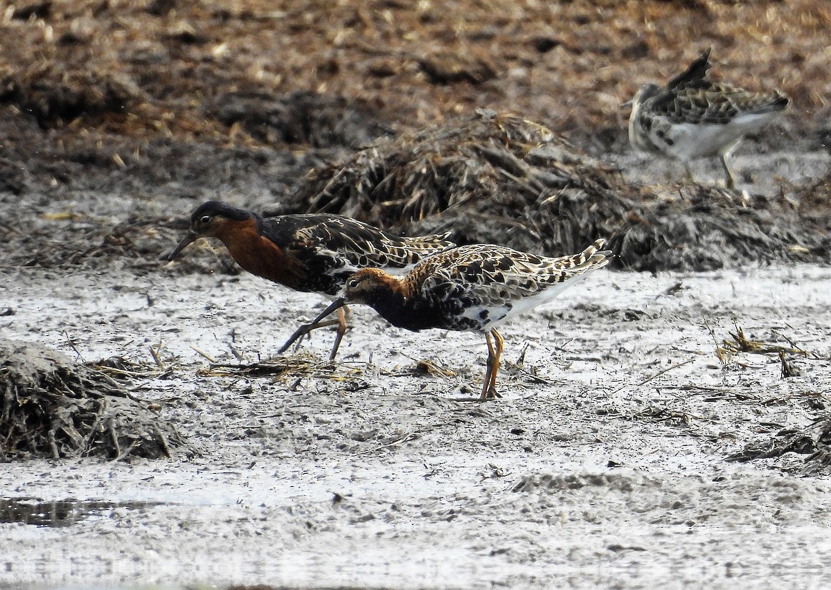 Ruff - Alfonso Rodrigo