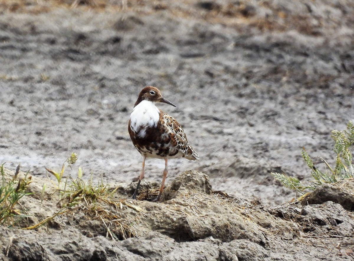 Ruff - Alfonso Rodrigo