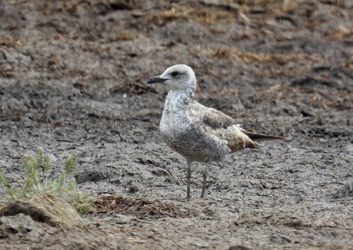 Lesser Black-backed Gull - Alfonso Rodrigo