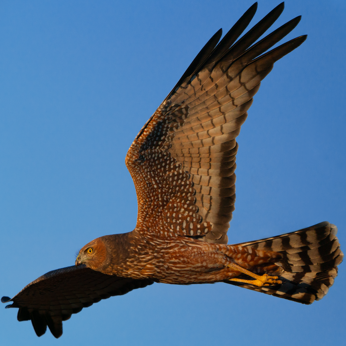 Spotted Harrier - Ruben Brinsmead