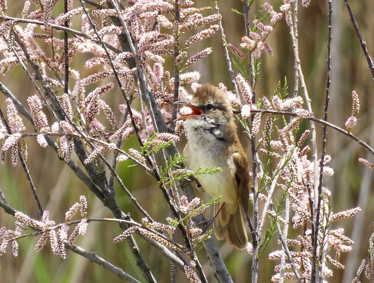 Great Reed Warbler - Alfonso Rodrigo