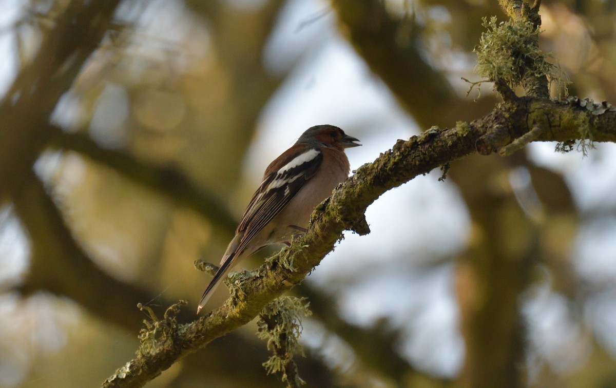 Common Chaffinch - Jorge  Safara