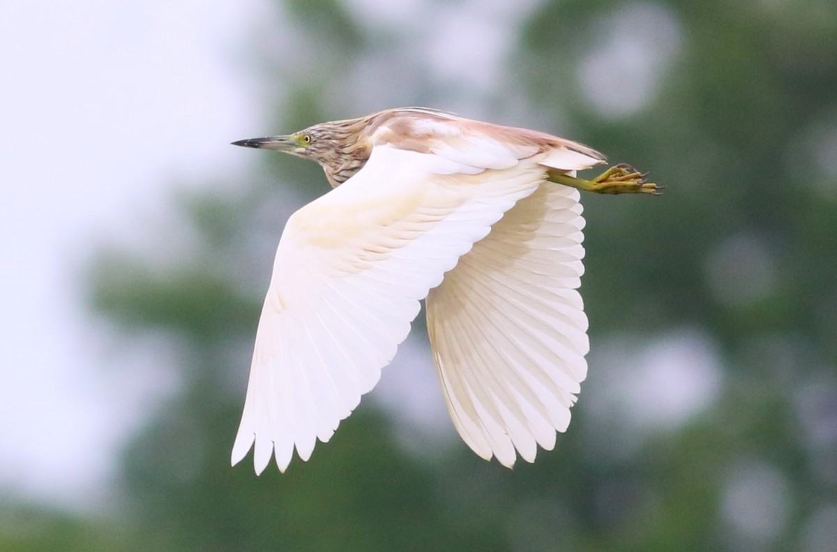 Squacco Heron - ML618878798