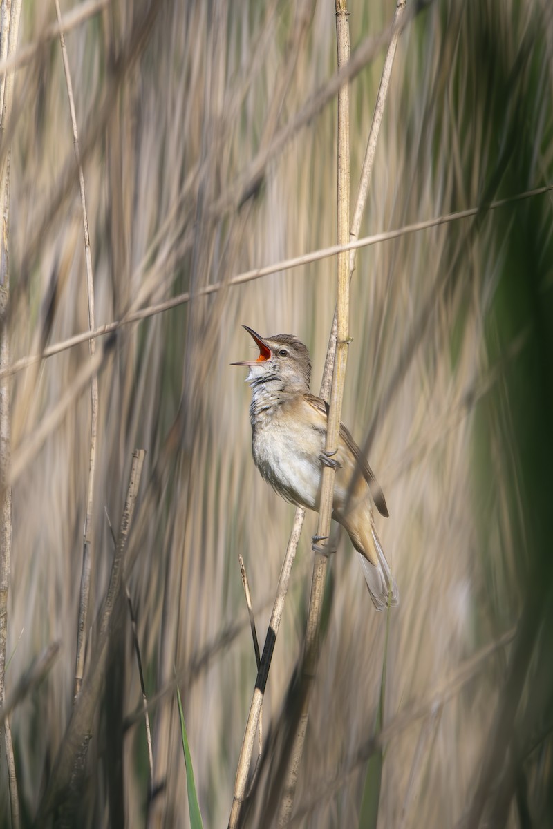 Great Reed Warbler - Dawid Lorenc