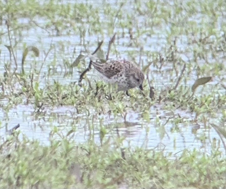 Western Sandpiper - Jon P. Ruddy