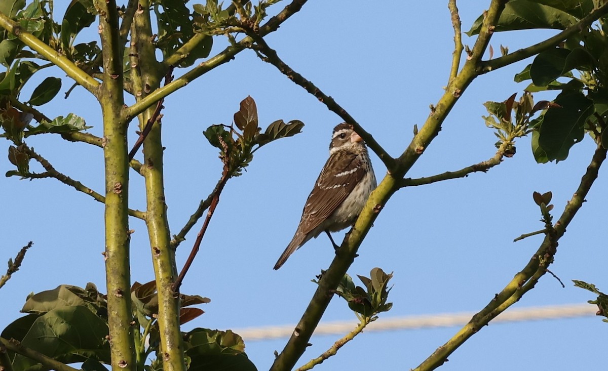 Rose-breasted Grosbeak - Andrew Dobson