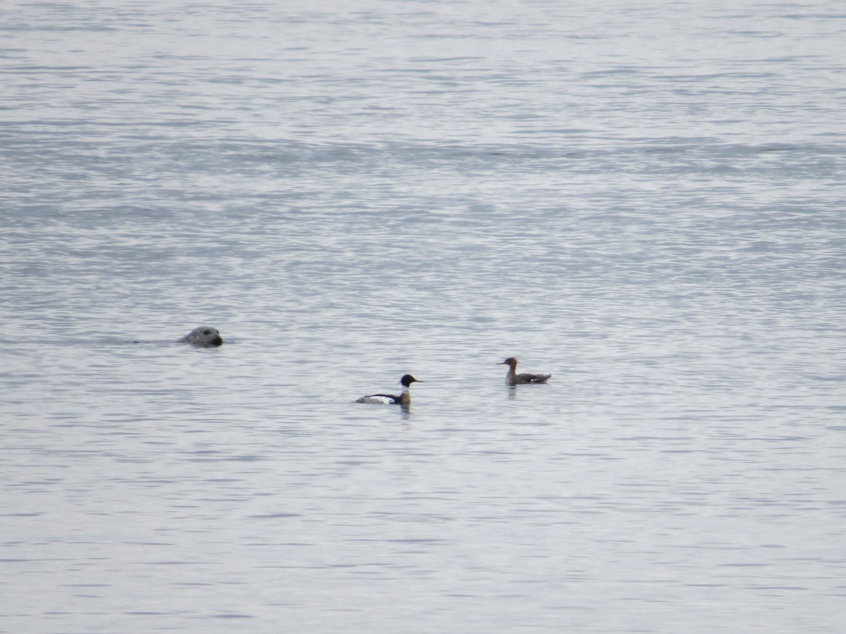 Red-breasted Merganser - Sharon Clark