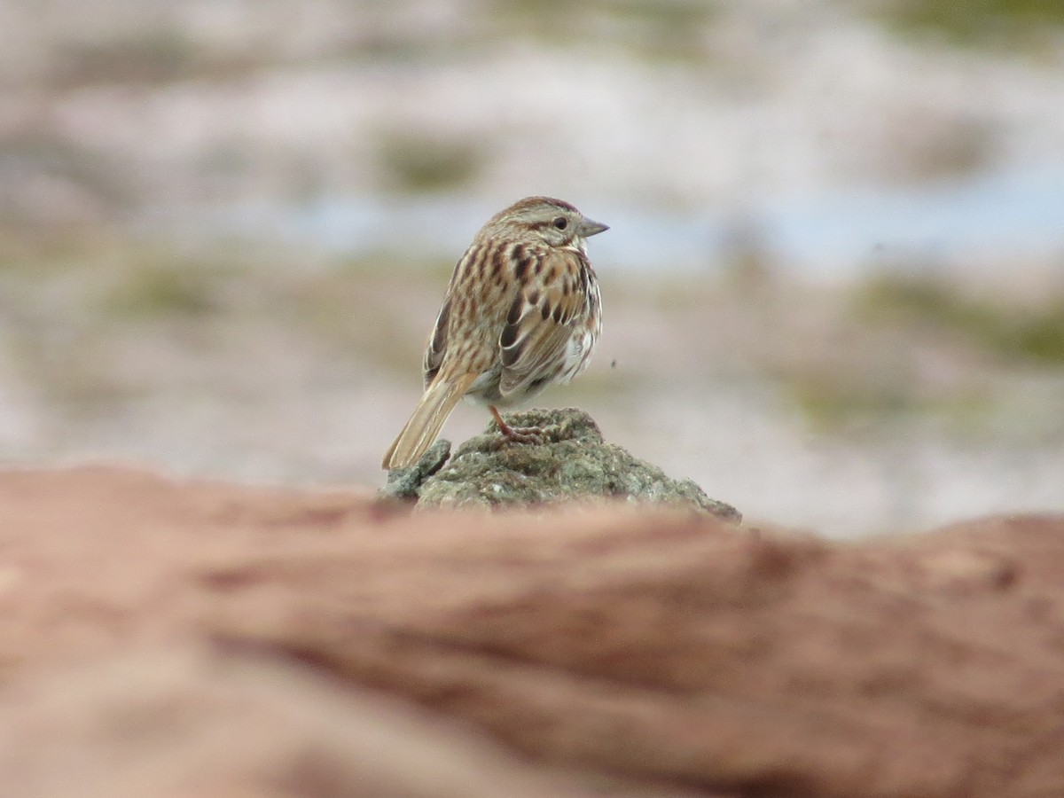 Song Sparrow - Sharon Clark